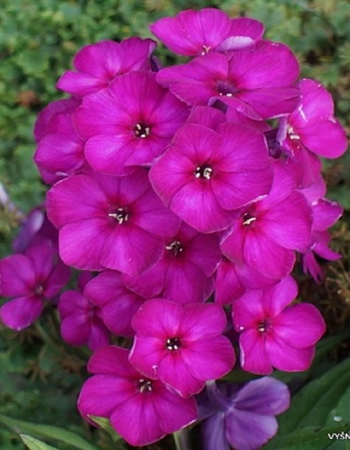 Флокс Венди Хаус 