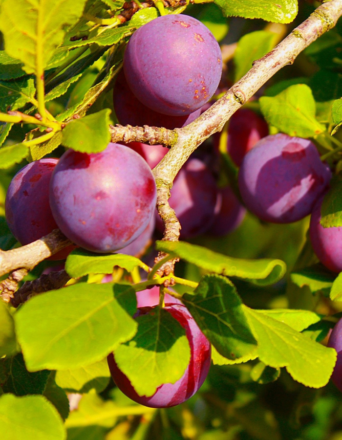 

Слива Достойная