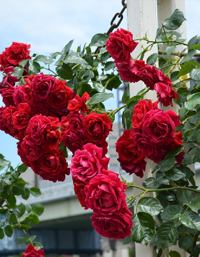 

Роза плетистая Гранд отель