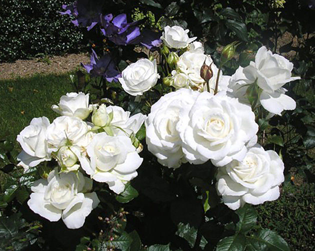 Роза чайно-гибридная Аннапурна