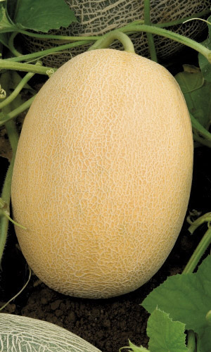 Дыня Алтайская (УД) 10 шт, цв.п.