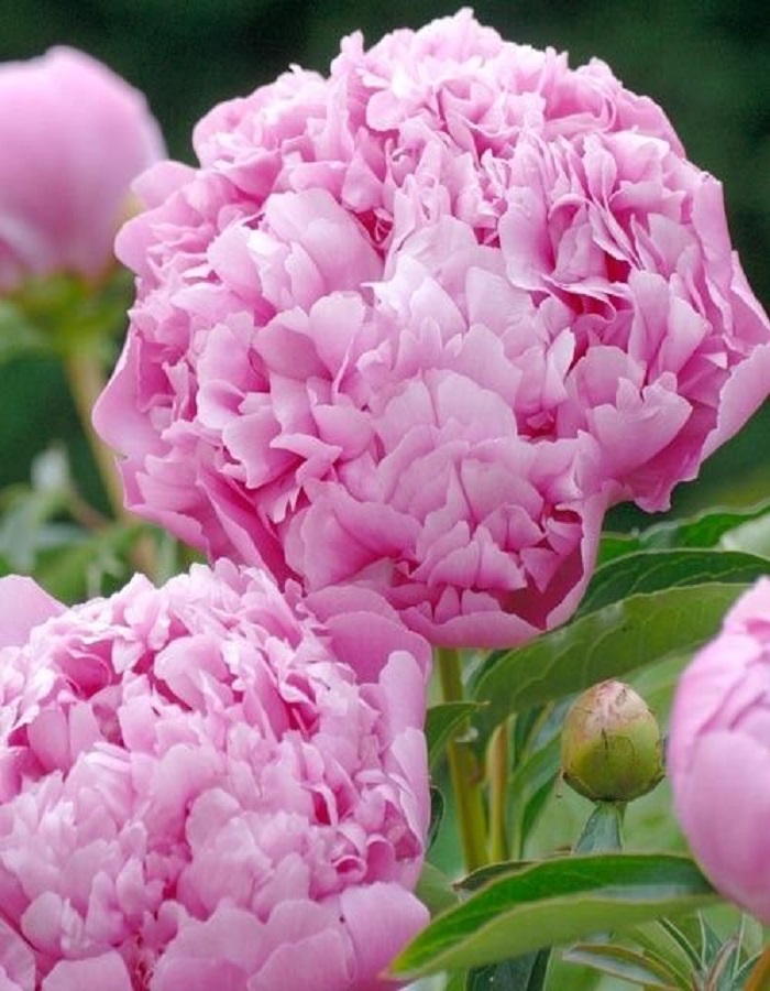 

Пион травянистый Месье Жули Эли