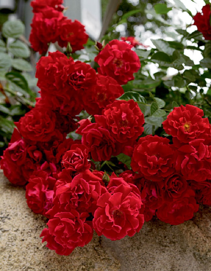 Роза почвопокровная Ред Вельвет 1 шт роза джаз почвопокровная тантау