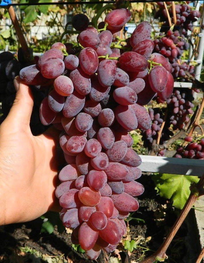 Виноград плодовый Шоколадный 1 шт