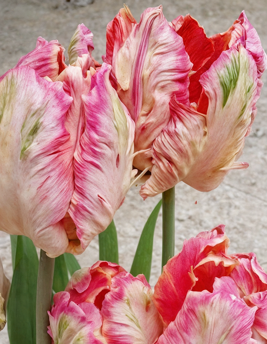 Тюльпан Веберс Перрот 1 уп. (3шт.) 