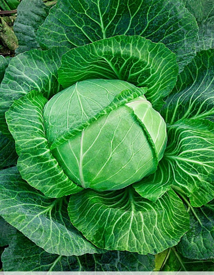 

Капуста белокочанная Подарок 1 гр б.п.