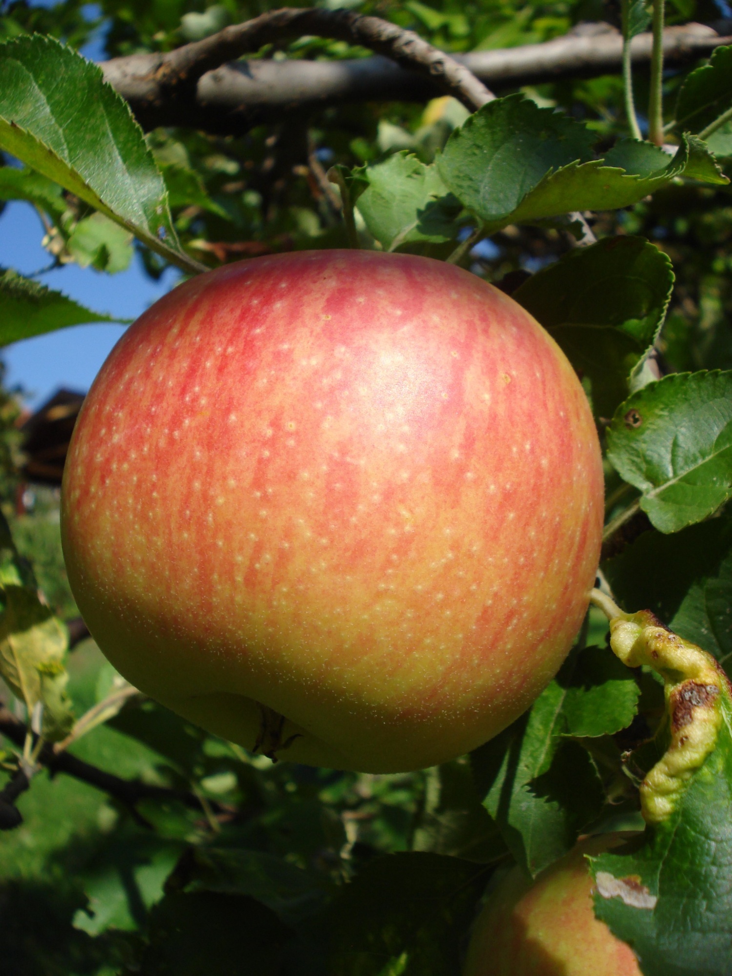 Яблоня Конфетное (3 года) 1 шт яблоня жигулевское 3 года 1 шт