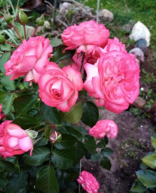 Роза плетистая Антике