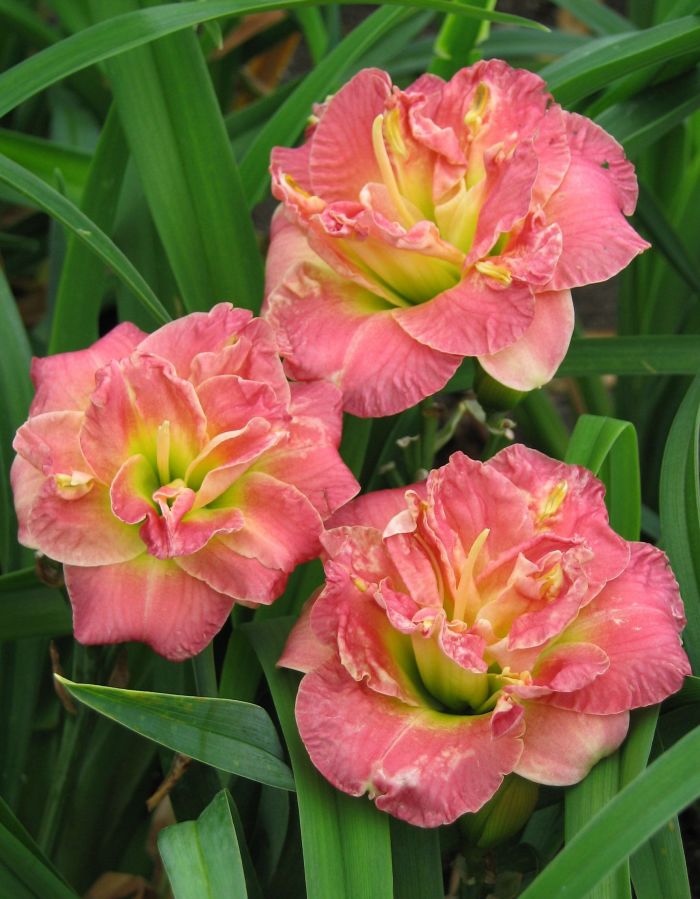 

Лилейник Лейси Дойли