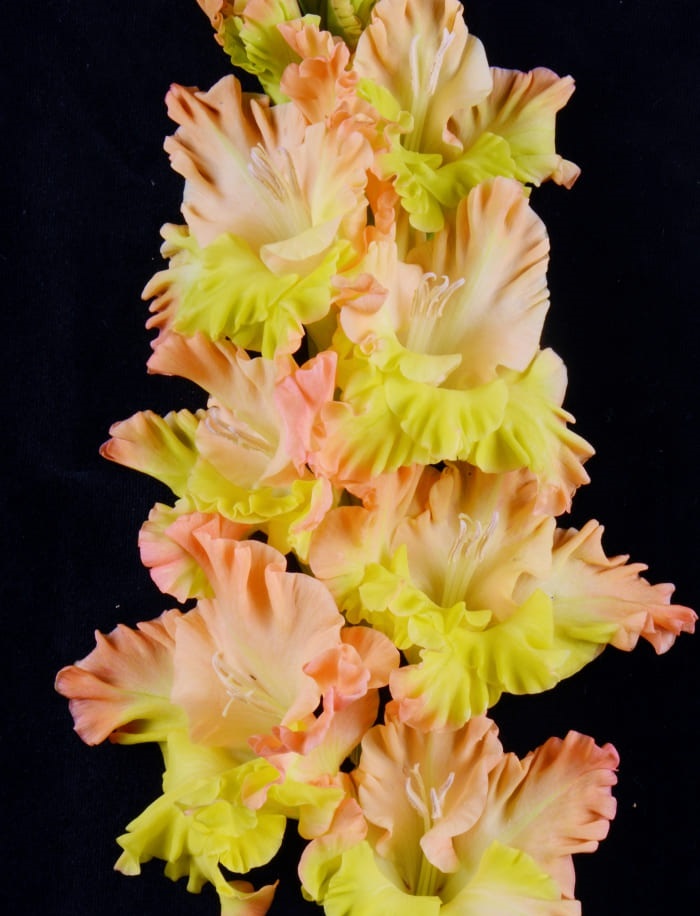 

Гладиолус Поле Чудес