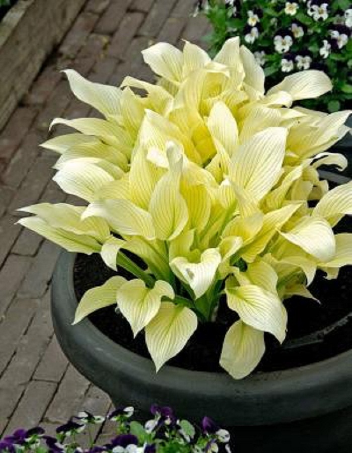 

Хоста Вайт Фезер