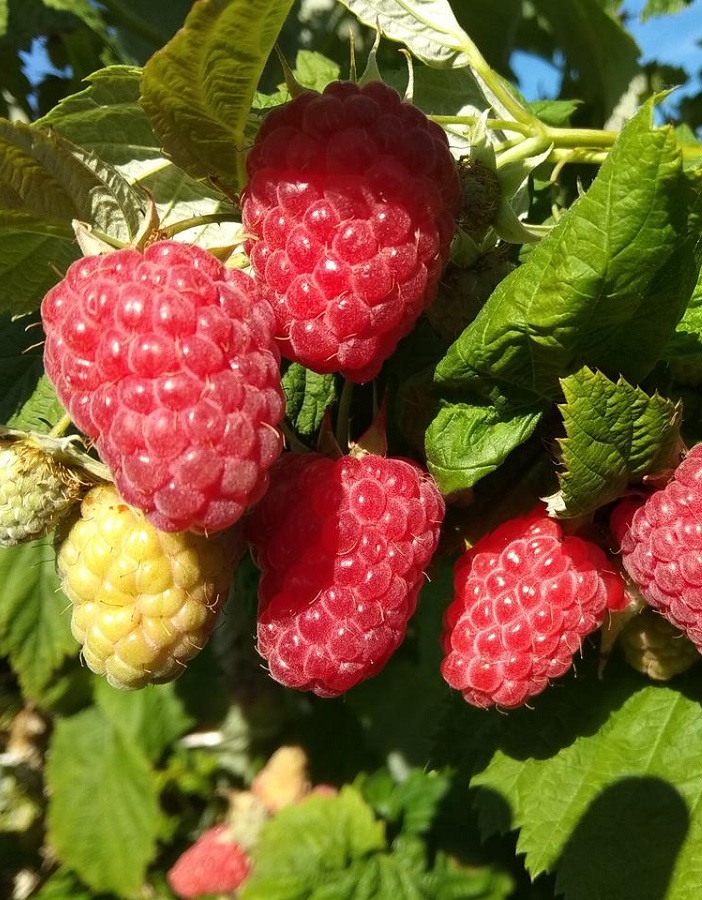 

Малина Соколица