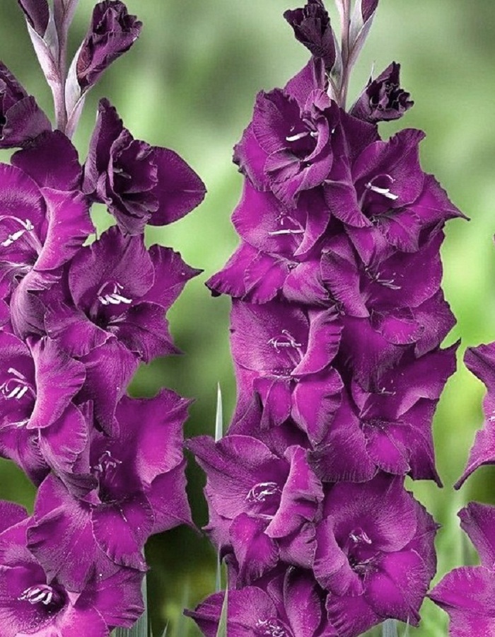 

Гладиолус Астарте