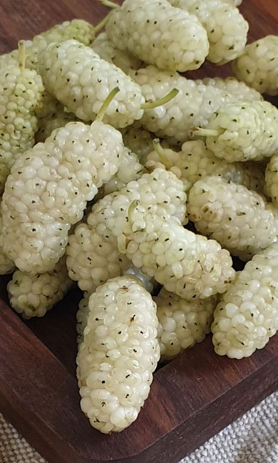 Шелковица(тутовник) Белая (УД) 0,15 гр