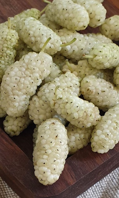 Шелковица(тутовник) Белая (УД) 0,15 гр