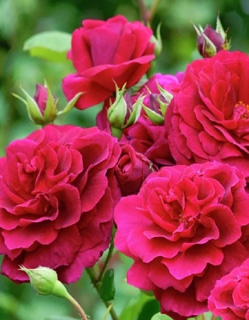 Роза чайно-гибридная Тесс 