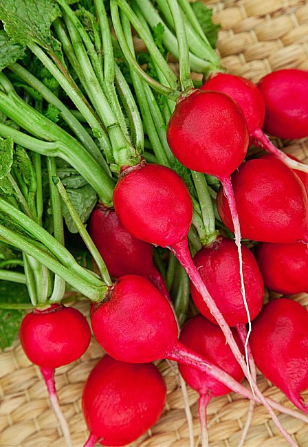 Редис Ранний красный  3 гр б.п. КЭШБЭК 25%