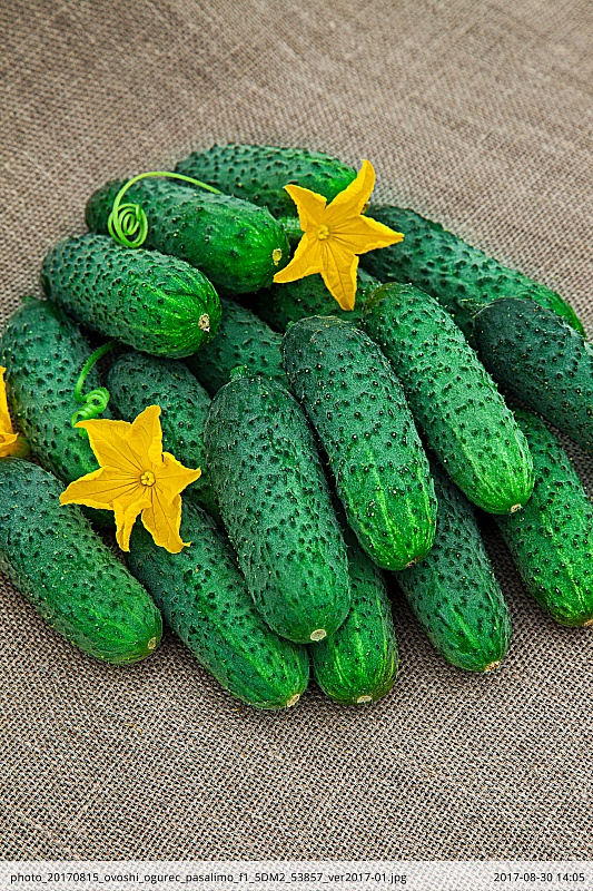 Огурец Пасалимо F1 8 шт цв.п.