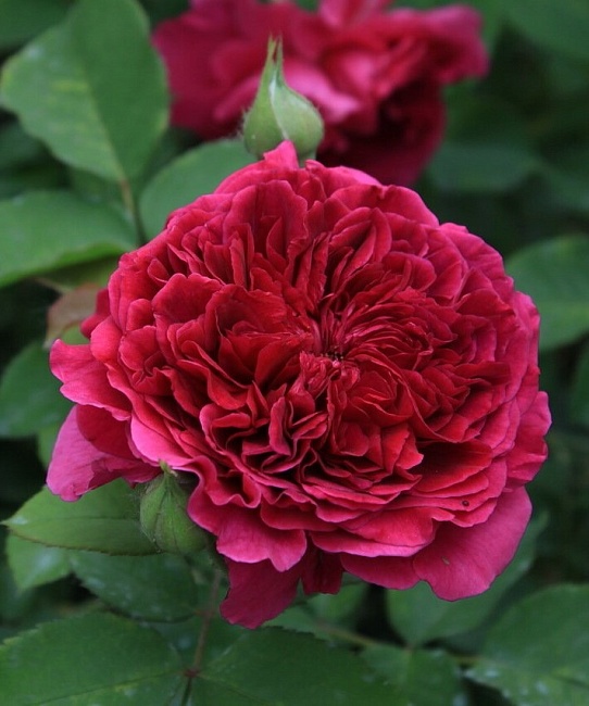 Роза чайно-гибридная Тесс 