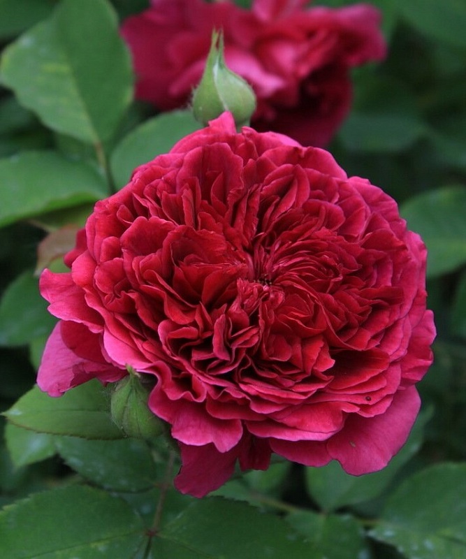 Роза чайно-гибридная Тесс 