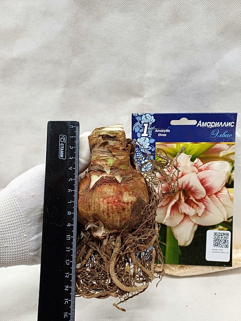 Амариллис Элвас 1 шт.
