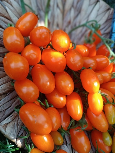 Томат Само совершенство-финик-черри F1 (УД) 5 шт цв.п