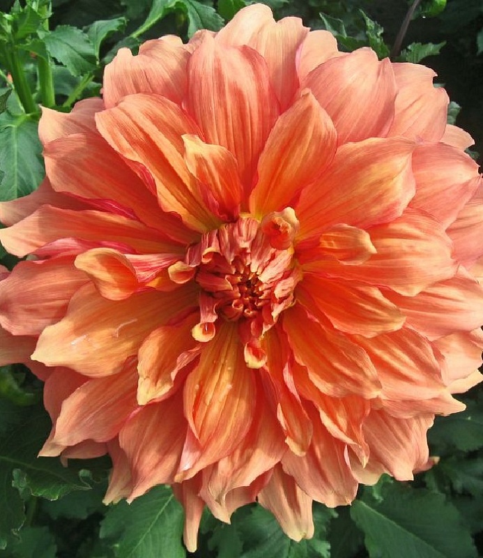 Георгина Манго Мэднесс 1 шт 