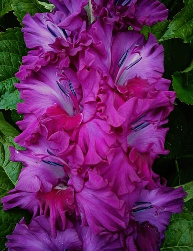 Гладиолус Сумеречный Час