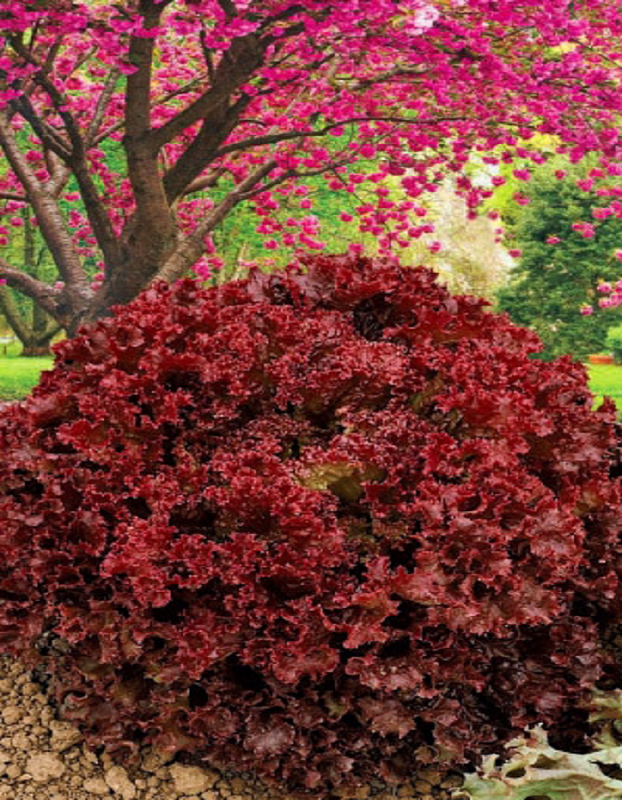 Салат Вишневый сад (УД) 0,25 гр цв.п  