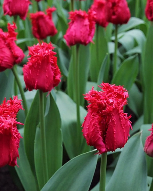 Тюльпан Барбадос 1 уп. (3шт.) 