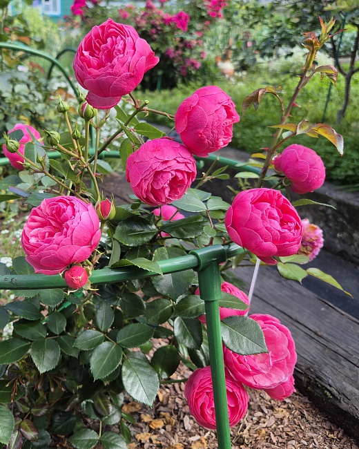 Роза флорибунда Помпонелла 1 шт