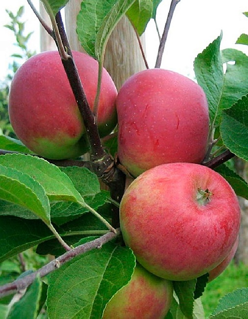 Яблоня Красное Раннее