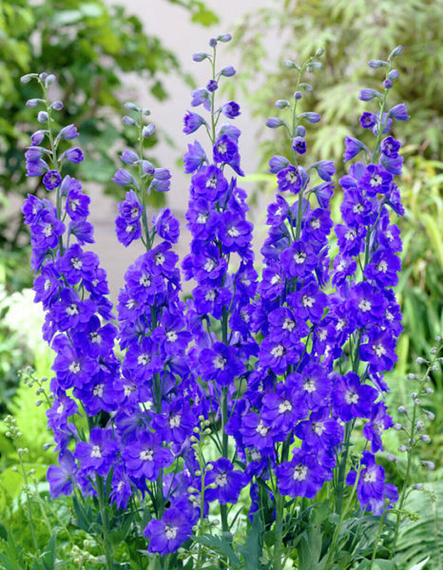 Дельфиниум культурный Черный рыцарь (УД) 0,03 гр цв п