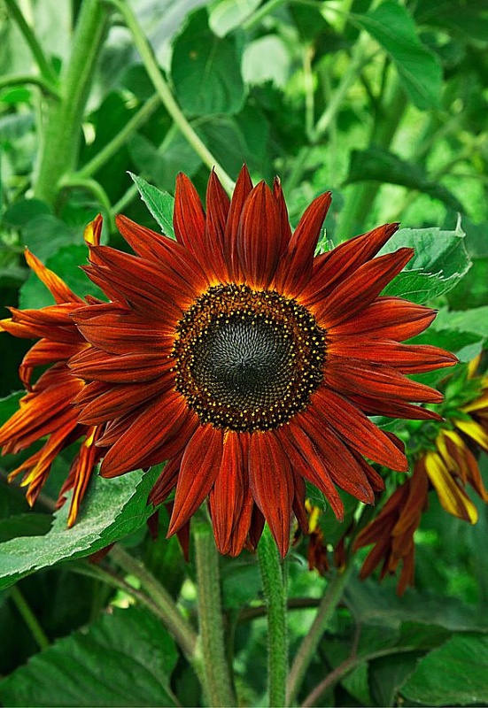 Подсолнечник Красное Солнышко 1 гр