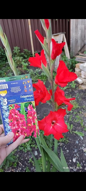 Гладиолус Фортуна 1 уп. (3 шт.).