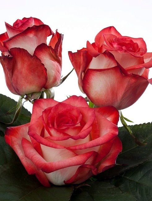 Роза чайно-гибридная Блаш 