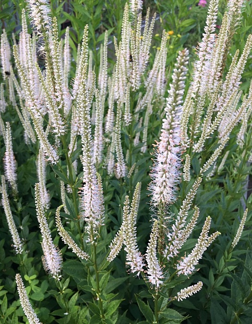 Вероникаструм вергинский белый 1 шт Р9