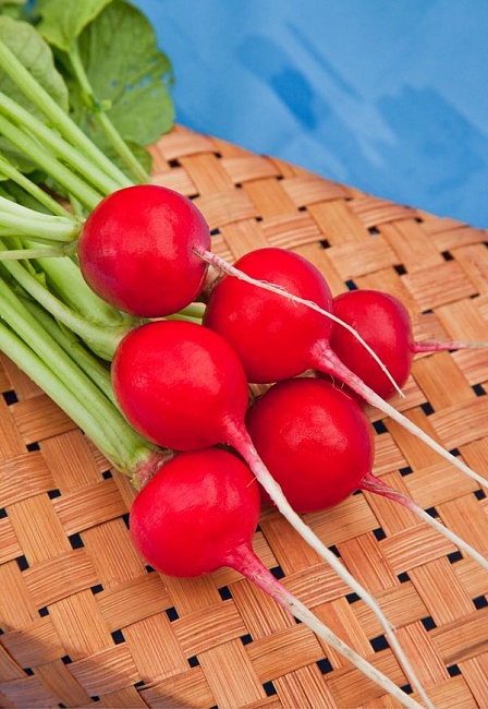 Редис Регге 1 гр цв.п.