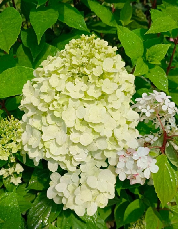 Гортензия метельчатая Паненка 1 шт Р9