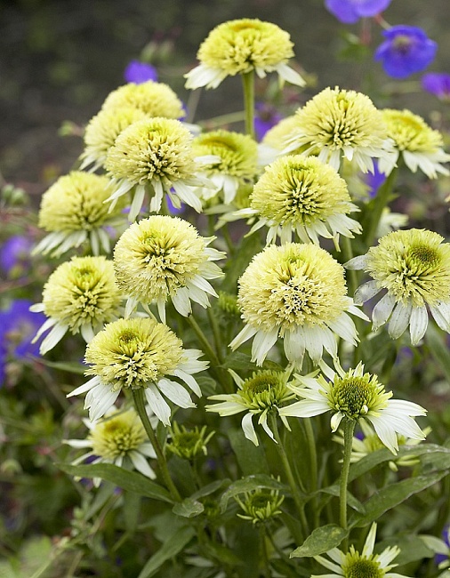 Эхинацея Уайт Дабл Делайт 