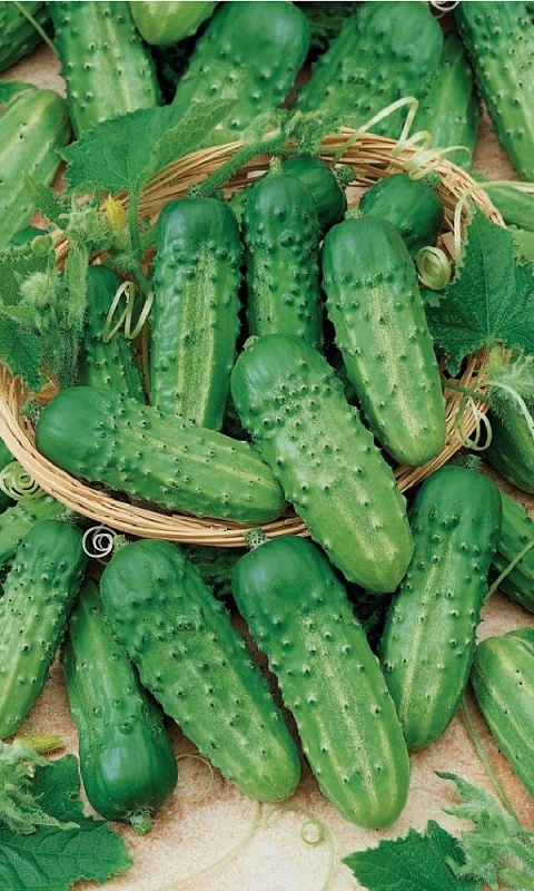 Огурец Китайский Длинноплетистый-корнишон (УД)12 шт цв.п.(Симбиоз)