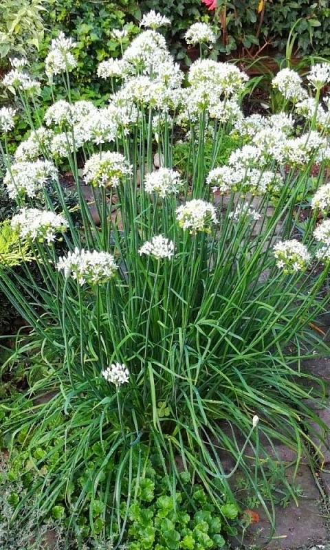 Лук душистый Джусай (горный чеснок) (УД) 0.25 г цв.п