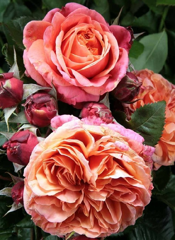 Роза флорибунда Мери Энн 