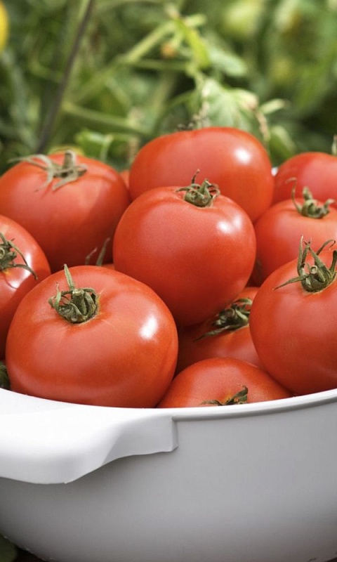 Томат Венец (УД) 20 шт цв.п