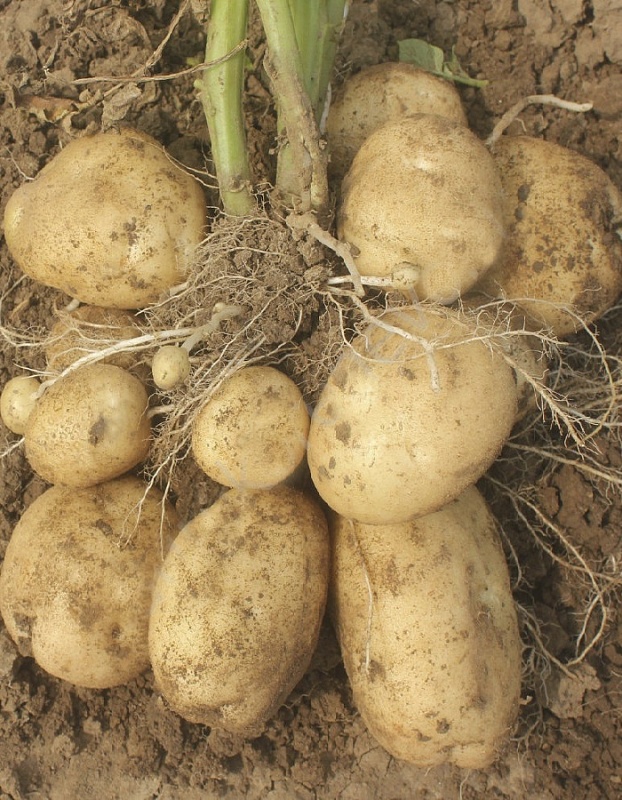 Картофель Ариэль, суперэлита 