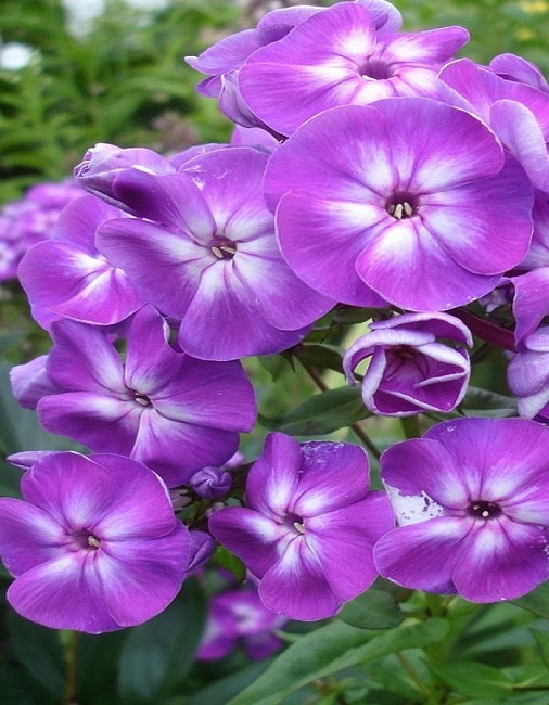 Флокс Голиаф 