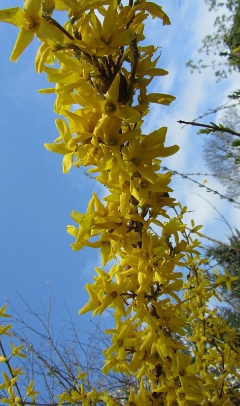 Форзиция корейская Кумсон 1 шт Р9