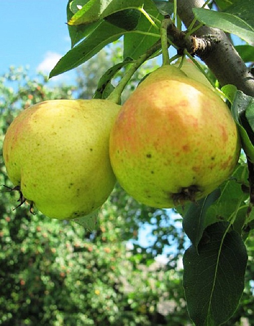 Груша Детская