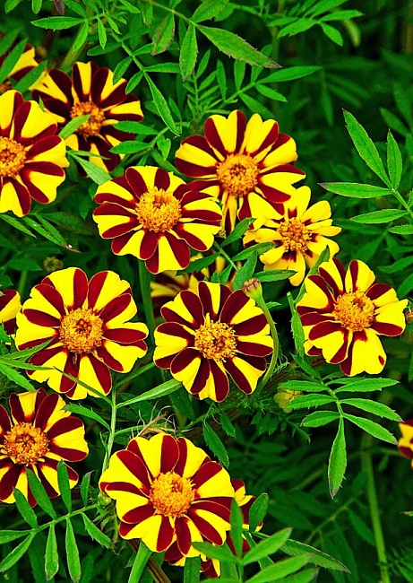 Бархатцы отклоненные Стриптиз 0,5 гр