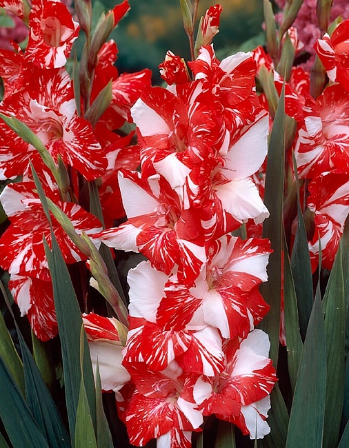 Гладиолус Зизани 